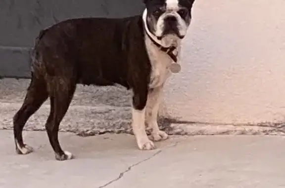 Boston Terrier femelle perdue à Cabriès - photo