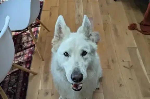 Berger blanc suisse femelle trouvée à Meucon - photo