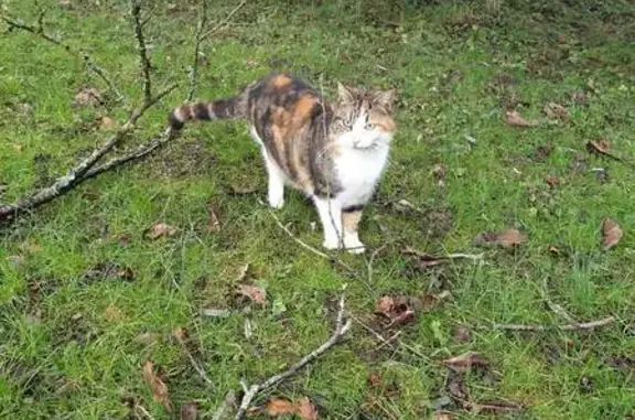 Chat perdu, , photo: Chatte tricolore perdue à Châtillon-sur-Morin