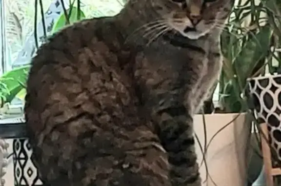 Chat perdu, La Rochelle, photo: Chat européen 16 ans disparu, La Rochelle