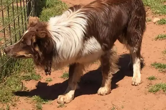 Lost Border Collie 'Buck' - Red & White