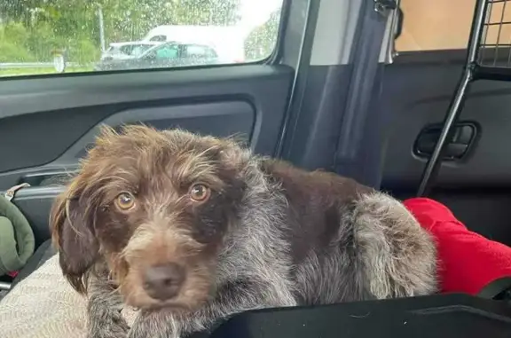 Chien perdu Dax, photo : Chien disparu aperçu près de l'hôpital de Dax