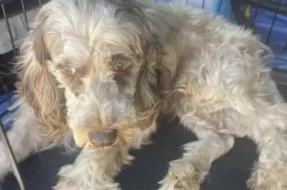 Lost Cocker Spaniel Mix: Help Find Her!