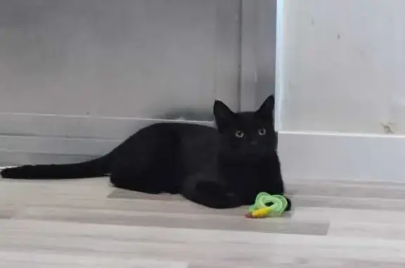 ¡Gato Negro Perdido! Ayúdanos a Encontrarlo