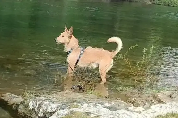 Animaux perdus , photo: Chien disparu à Annebault, Normandie