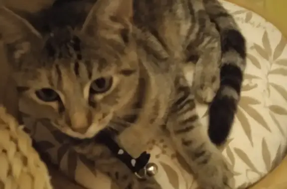 Chatte tigrée trouvée avec collier noir - photo