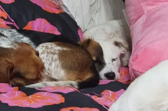 Missing Dogs: Beagle & Fluffy Mix Found