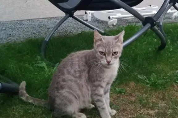 Chaton mâle gris-blanc trouvé à Mélisey - photo