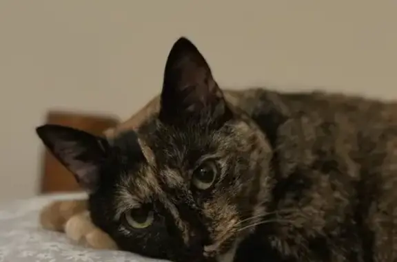 Missing: Peepers, 5yr Tortie, Winder