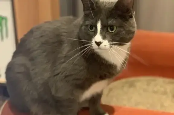 Animaux perdus , photo: Chatte grise-blanche disparue à Mosnes