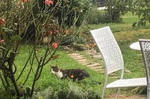 Chat gris/blanc trouvé à Serrières-en-Chautagne - photo