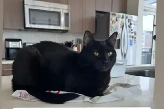 Lost: Black Male Cat, 6, Oak View Court