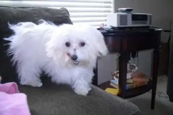 Missing Maltese: Help Find Our Beloved Dog