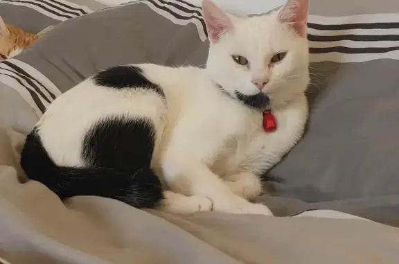 Chatte perdue Africa, blanche et noire - photo