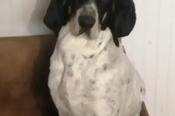 Chien perdu Plounévez-Moëdec, photo : Chien Biquet noir et blanc égaré