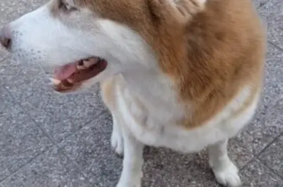 Chien perdu Iwuy, photo : Huskies Simba et Nala disparus à Iwuy