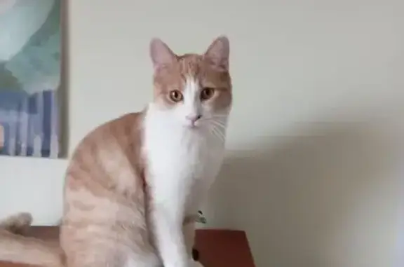 Chat disparu à Lannion : vol suspecté - photo