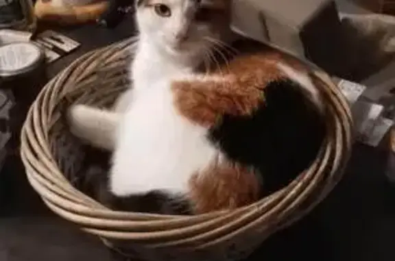 Chat perdu, Bordeaux, photo: Chatte Canelle disparue à Bordeaux