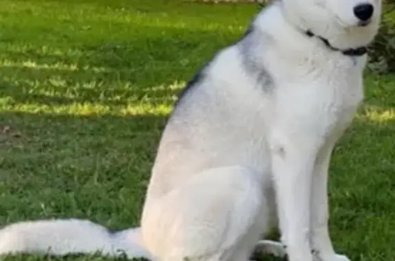 Husky mâle 1 an perdu à Blaru - photo
