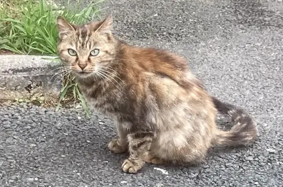 Chatte tigrée amaigrie trouvée à Brulon - photo