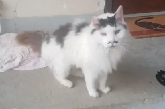 Animaux trouvés , photo: Jeune chat mâle trouvé à Obermorschwihr