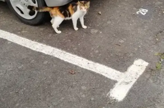 Chat trouvé, errant sur parking, Donville - photo