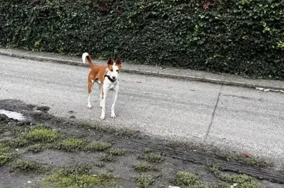 Chien Podenco marron/blanc trouvé à Floirac - photo