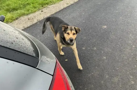 Chien trouvé , photo: Chiens trouvés avec collier à Hardifort