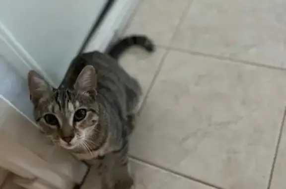 Jeune chatte tigrée trouvée à L'Union - photo