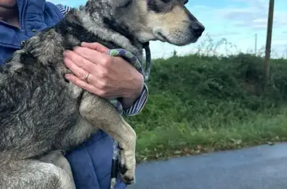 Jeune chienne trouvée à Puydarrieux - photo