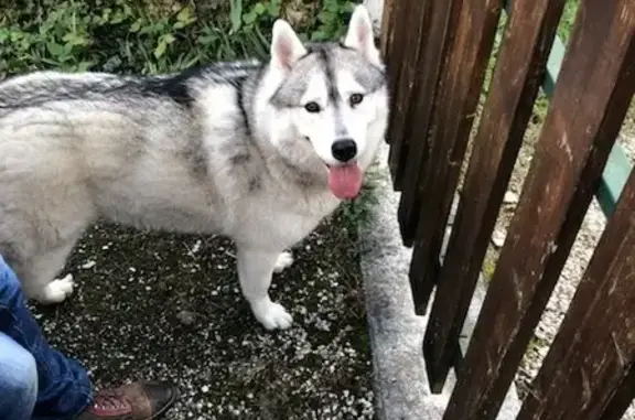 Husky blanc trouvé à Crolles, sociable - photo