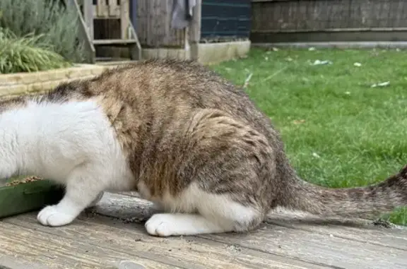 Animaux trouvés Laizé, photo: Chat mâle trouvé à Laizé, non castré