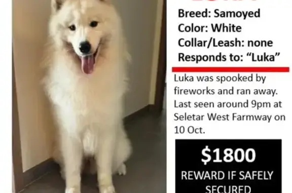 Lost Samoyed: Last Seen Yio Chu Kang Rd