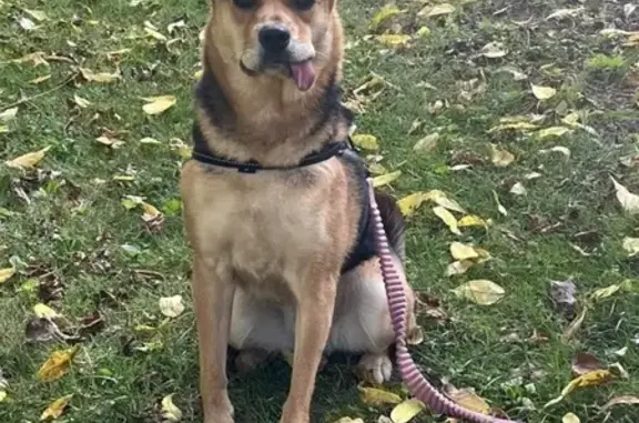 Small 30 pound German shepherd mix, she is a spayed female. Her tongue frequently hangs out of the side of her mouth. She is very skittish. She ran away from her dog walker and two beloved dog friends in the park on October 9.   

She's black with brown markings like a German Shepherd. She's about three years old and she has special needs from an old puppyhood illness.   She is very scared and shy.