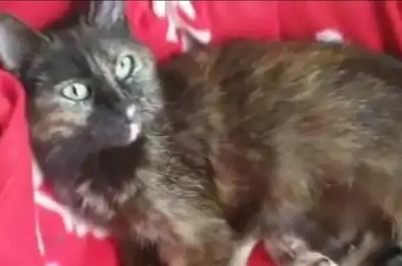 Animaux perdus Chaunay, photo: Chatte écaille disparue à Chaunay