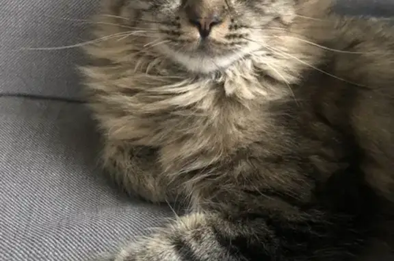 Chat gris tigré disparu à Vire-Normandie - photo