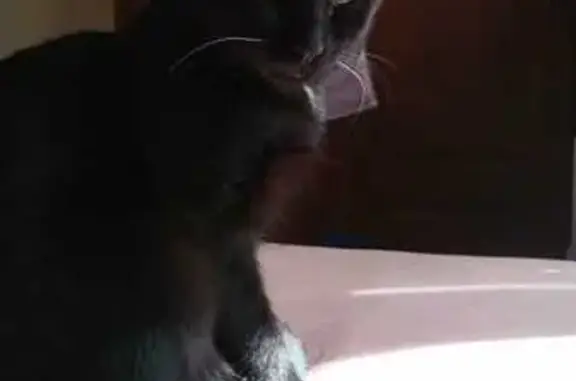Chat noir 6 mois disparu à Laiz (01290) - photo