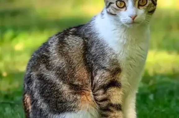 Animaux perdus Coursac, photo: Chat gris-blanc disparu à Coursac