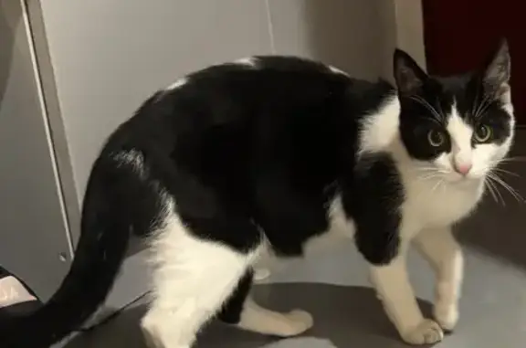 Chatte noire et blanche trouvée à Montluçon - photo