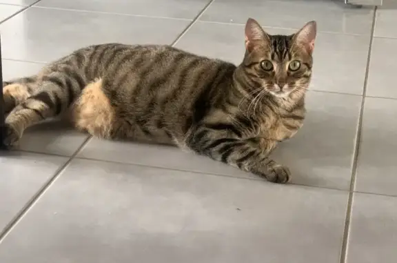 Animaux perdus , photo: Chatte tigrée perdue à Bricquebosq