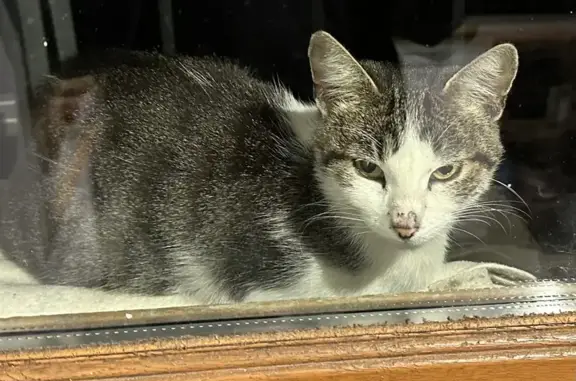 Chat trouvé Marseille Bompard, photo: Chatte blanche et grise trouvée à Marseille