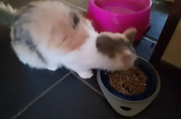 Chat trouvé , photo: Jeune chatte tricolore trouvée à Étrœungt