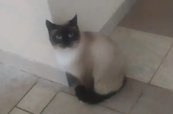 Chat trouvé , photo: Chat siamois mâle trouvé à Saint-Fargeau