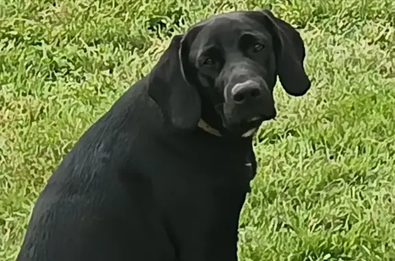 Chien perdu , photo : Labrador noir 10 mois perdu à Mirabel