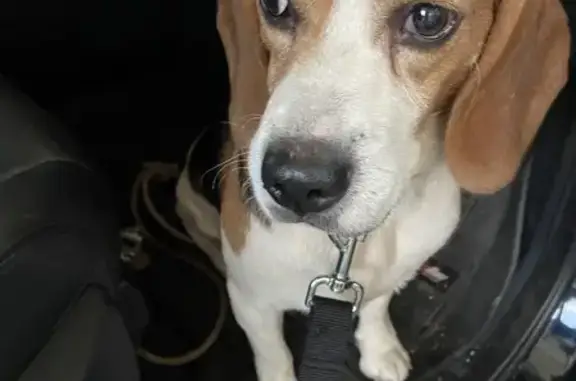 Animaux trouvés , photo: Beagle mâle trouvé à Propriano, Corse