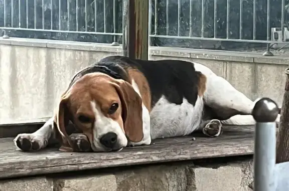 Animaux perdus , photo: Beagle femelle perdue à Villarzel-du-Razès