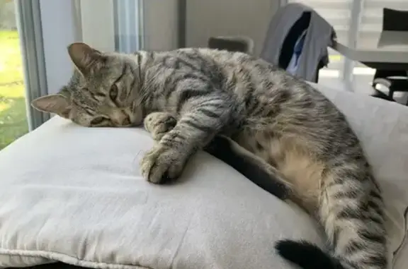 Chat perdu, , photo: Chat tigré 5 ans perdu à Rillieux-la-Pape