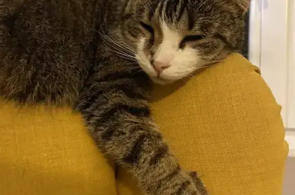 Animaux perdus Mirepoix, photo: Chatte grise tigrée disparue à Mirepoix
