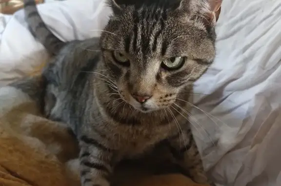 Animaux trouvés La Rochelle, photo: Grand chat tigré trouvé à St Eloi