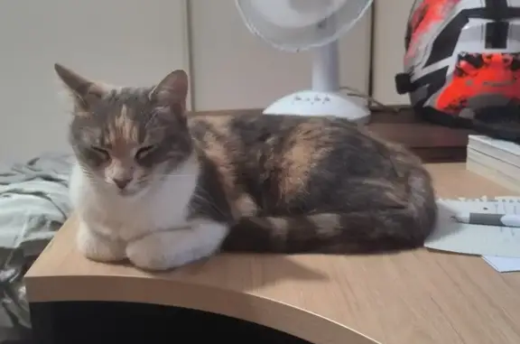 Animaux perdus Romans-sur-Isère, photo: Chatte tricolore perdue à Romans-sur-Isère